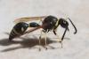 Eumenes sp.
