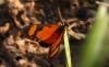 60445 – Photo : Michalke Friedrich – Sénégal