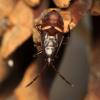 60488 – Photo : Vincent Derreumaux – France (84)