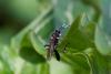 60281 – Photo : Patrick Nourdin – France (22)