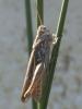 60288 – Photo : Sylvain Jaskowiak – France (84)