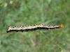 60427 – Photo : Sylvain Jaskowiak – France (05)