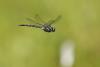 60990 – Photo : Marc Solari – France (88)