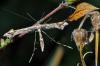 60430 – Photo : Christophe Quintin – France (22)