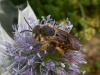 60035 – Photo : Jean DEXHEIMER – France (40)