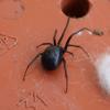 60869 – Photo : microdiablo – France (41)
