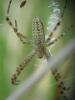 60974 – Photo : Zogrot – France (59)