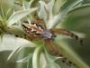 60199 – Photo : Arthropa - Benoit Martha – France (84)