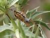 60200 – Photo : Arthropa - Benoit Martha – France (84)