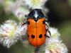 60343 – Photo : Vincent Derreumaux – France (13)