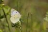 60408 – Photo : Marc Solari – France (68)