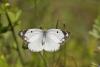 60406 – Photo : Marc Solari – France (68)