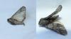 Thaumetopoea pityocampa