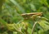 60029 – Photo : clovis – Belgique