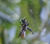 60413 – Photo : H. Dumas – France (13)