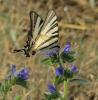 60221 – Photo : Arnaud Jean-Pierre – France (09)