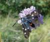 60108 – Photo : Arnaud Jean-Pierre – France (09)