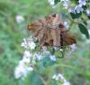 60112 – Photo : Arnaud Jean-Pierre – France (09)