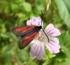 60389 – Photo : Arnaud Jean-Pierre – France (11)