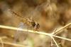 60694 – Photo : V. Romera – France (30)