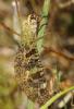 60533 – Photo : V. Romera – France (30)