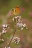 60740 – Photo : V. Romera – France (12)