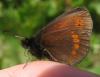60775 – Photo : gyps – France (38)
