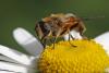60353 – Photo : Marc Solari – France (68)