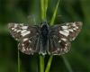 60326 – Photo : Pelouard – France (74)