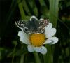 60415 – Photo : Pelouard – France (74)