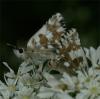 60468 – Photo : Pelouard – France (74)
