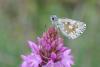 60348 – Photo : Robert Henno – France (48)