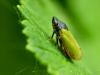 60493 – Photo : Denys Liger – France (27)