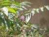 60886 – Photo : Terzieff – Maroc