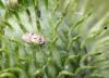 60330 – Photo : patrick derennes – France (77)