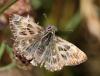60206 – Photo : patrick derennes – France (44)