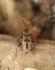 60635 – Photo : Frederic Le Touze – France (76)