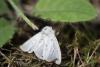 60590 – Photo : francis Neuvens – France (08)