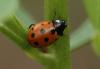 60671 – Photo : Frederic Le Touze – France (76)