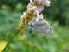 60527 – Photo : morgane sineau – France (73)