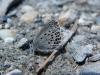 60525 – Photo : morgane sineau – France (73)