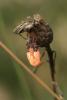 60383 – Photo : veronique parisod – France (65)