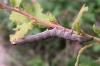 60256 – Photo : Piezo – France (82)