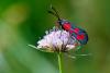 60900 – Photo : Daniel Ventard – France (05)