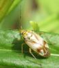 Lygus sp.