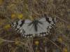 60420 – Photo : Yannick Mourgues – France (34)