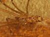 Holocnemus pluchei