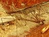 Holocnemus pluchei