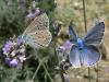 60208 – Photo : Larue Philippe – France (44)