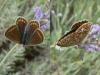 60210 – Photo : Larue Philippe – France (44)